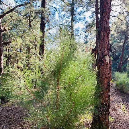 Daire Atlantico Santa Cruz de Tenerife